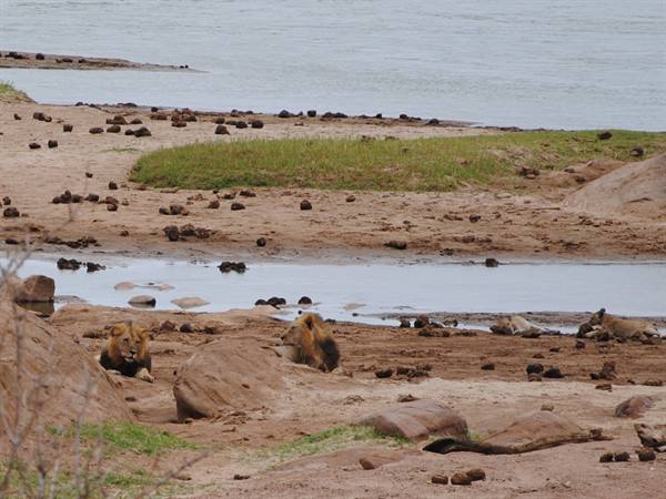 Lions at Tsavo