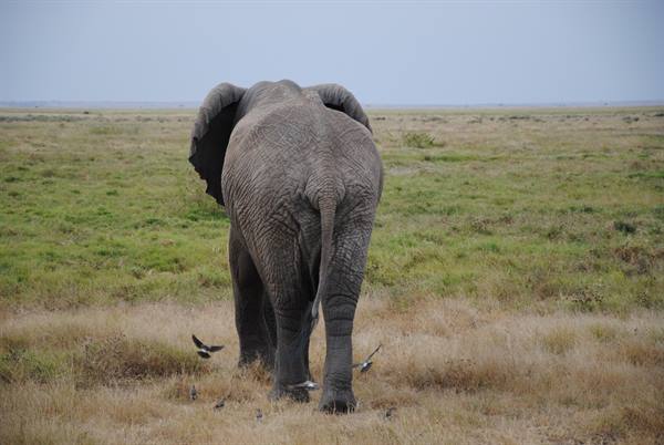 Elephants at Amboseli