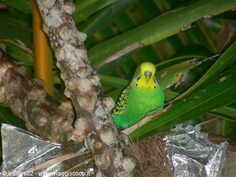 Green and yellow budgerigar perched on a palm leaf among branches