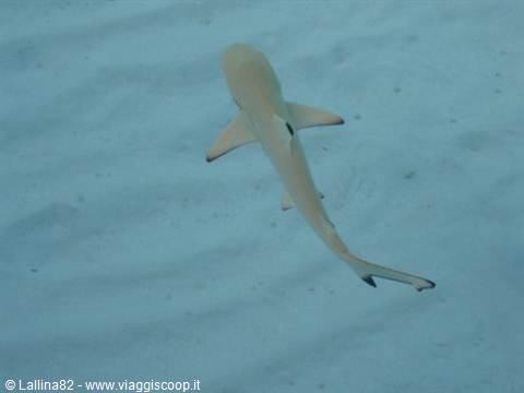 Blacktip shark swimming over sandy seabed in clear turquoise water
