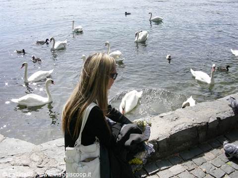 Blonde girl with white bag watching swans and ducks from stone lakeside wall