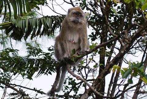 Monkey sitting on a tree branch among green leaves