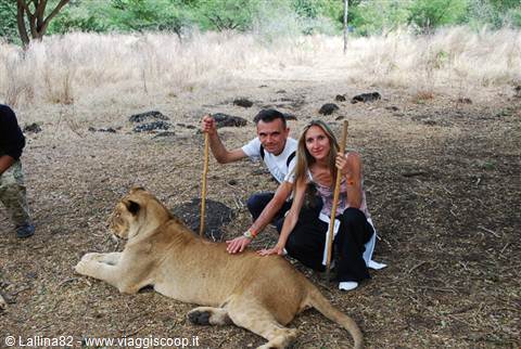 Couple crouching petting a resting lioness, holding sticks, dry ground