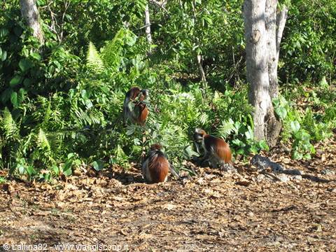 Group of red colobus monkeys among ferns and trees in Jozani forest