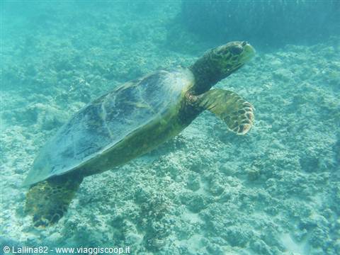 Sea turtle swimming over coral seabed in turquoise water