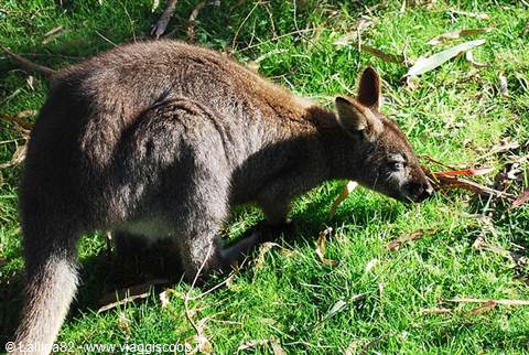 Brown wallaby grazing on green grass in sunlight
