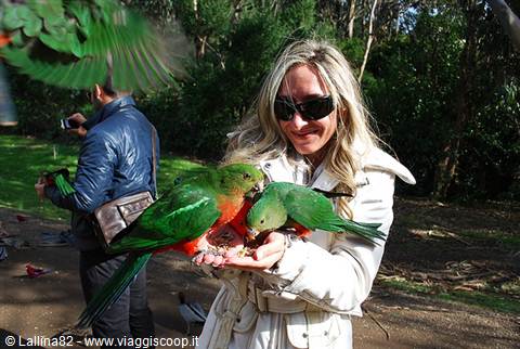 Blonde woman wearing sunglasses feeds green parrots perched on her hand