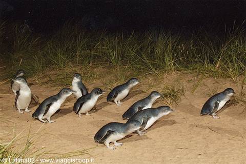 Little blue penguins marching across the sand through dune grass at night