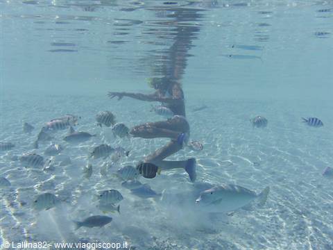 Snorkeler with fins swimming among tropical fish in clear shallow water