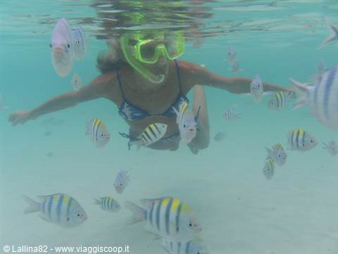 Woman in snorkel mask swims among sergeant fish in turquoise water