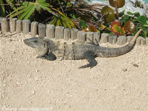 Black iguana resting on white sand beside a wooden log border