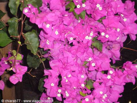 Crete is full of these beautiful Bougainvilleas
