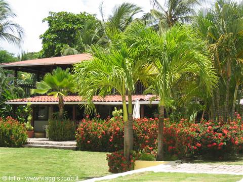Palm trees and red flowers in front of a tiled-roof house