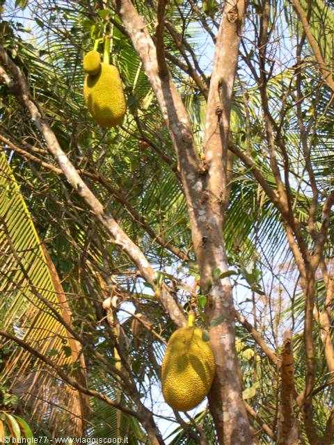 12 - Breadfruit tree