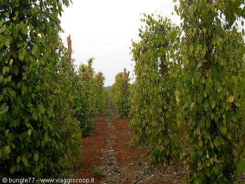 12 - Pepper plantation