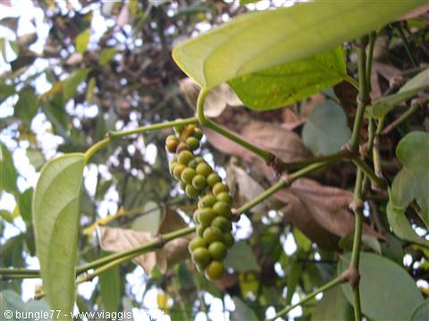 12 - Pepper plantation - Detail