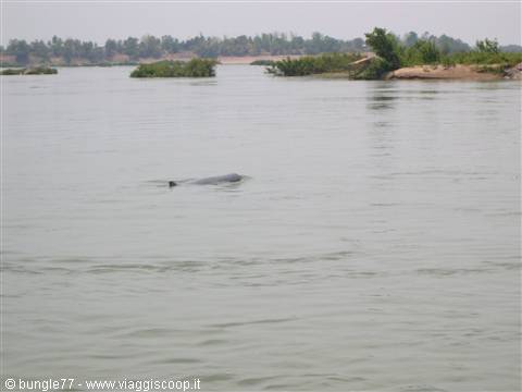 14 - Mekong - Dolphins