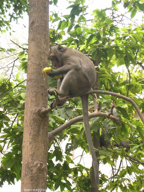 15 - PP - Wat Phnom - Little monkey