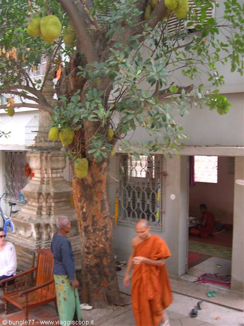 15 - PP - Wat Ounalom - Monk under the breadfruit tree