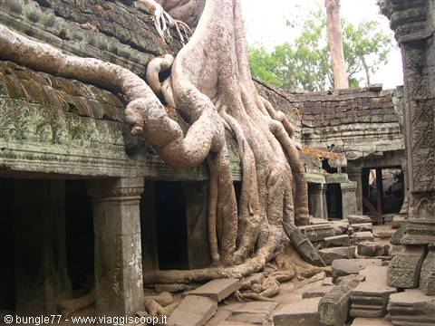 19 - Angkor - Ta Phrom - Trees 2