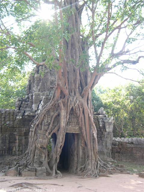19 - Angkor - Ta Som
