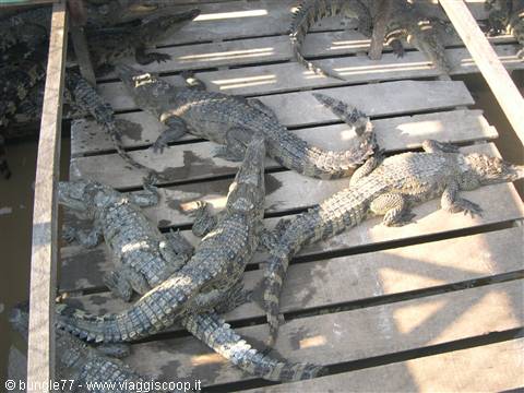 21 - Chong Kneas - Crocodile farm