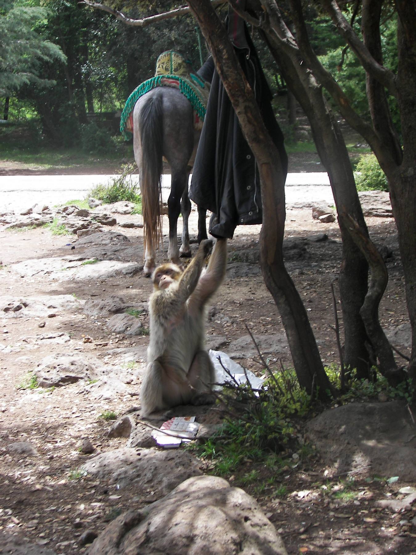 Barbary macaque tugging a jacket hung on a tree, saddled horse nearby, Azrou cedar forest