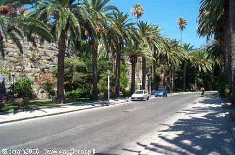 the beautiful palm avenue