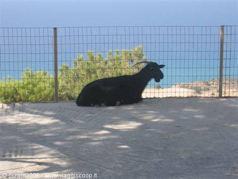 a little goat sheltered in the shade