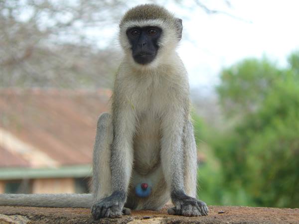 cheeky little monkey