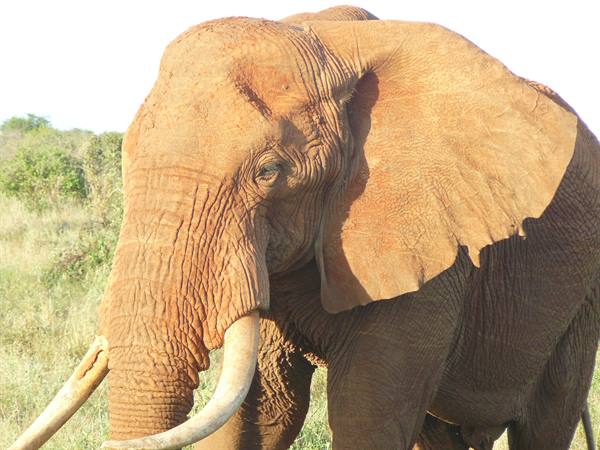 Long-tusked elephant covered in red dust walking through grassy savanna