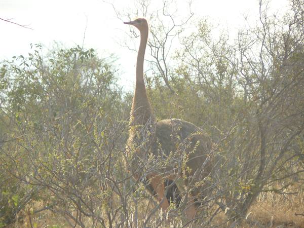 Ostrich standing among dry savanna bushes in bright daylight