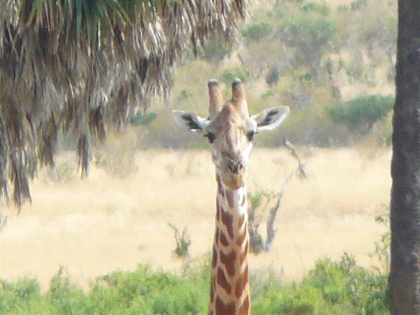 Giraffe facing the camera among palm trees and dry savanna