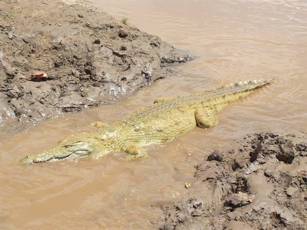 Giant crocodile swims in brown mud between muddy banks under sunlight