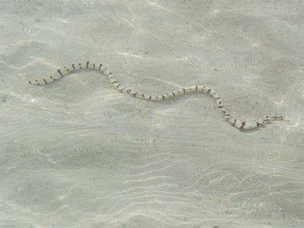 Banded sea snake swimming over sandy seabed in shallow clear water