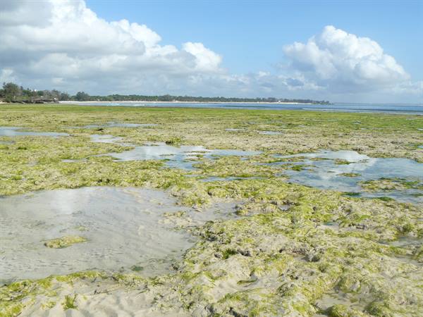 low tide in malindi