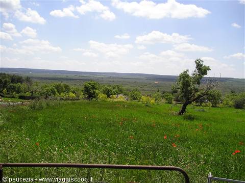 panorama from the oasis