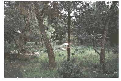 the oasis again
