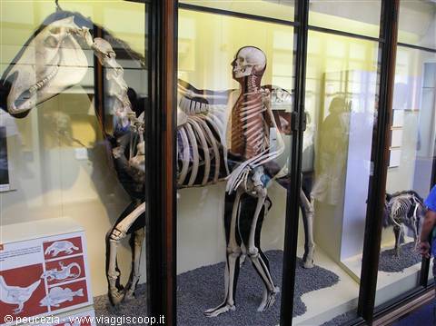 a curious image on display at the Natural History Museum