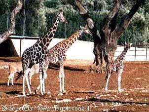 other zoo inhabitants out for a walk