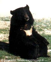 smiling bear posing