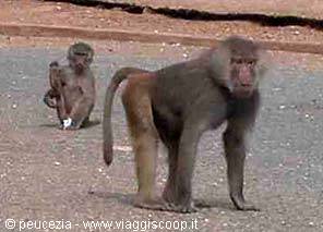 two baboons wandering around