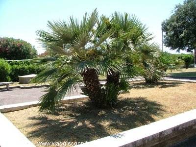 the Forte..dei MARMI