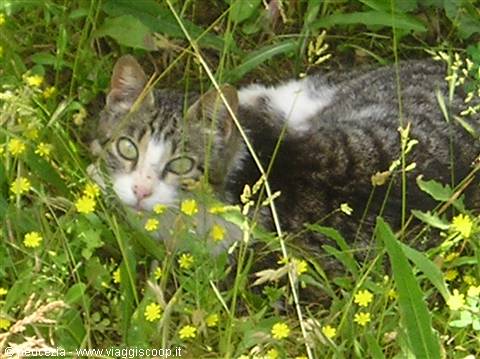 little kitty among the grasses of the siponto