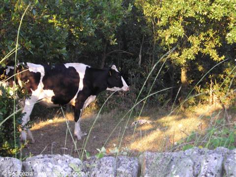 cow grazing