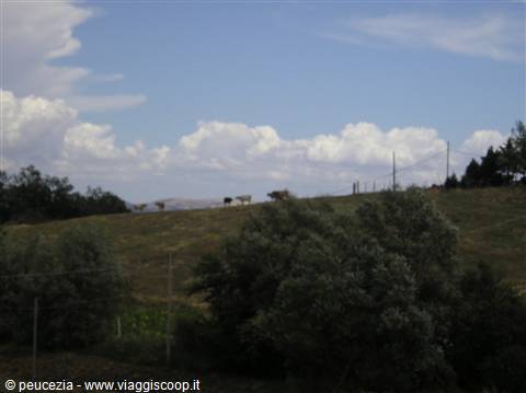cows grazing outside Baselice