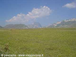 Green Campo Imperatore plateau with grazing sheep and Gran Sasso peaks behind