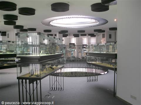Museum hall with glass display cases on metal stands, circular skylight above
