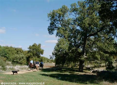 Horse riders on a dirt path, dog ahead, large shady oak tree