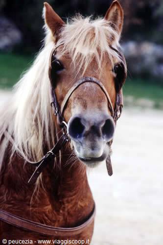 Bay horse with pale mane and leather bridle looking at the camera